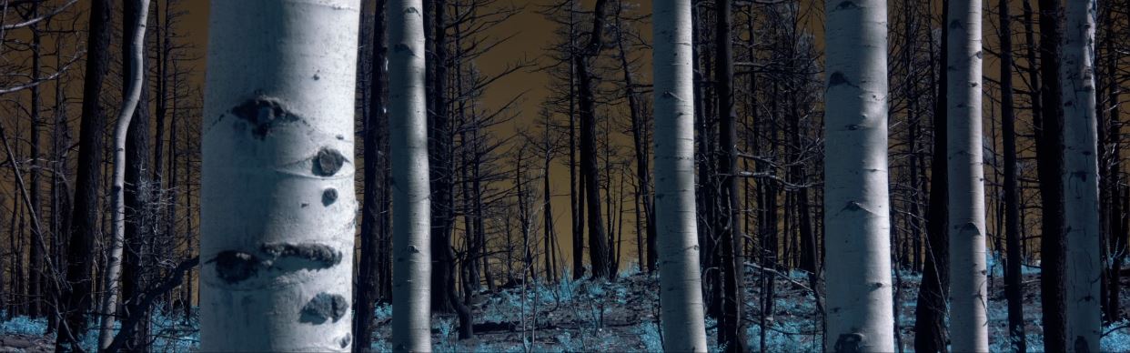 LANDSCAPES : TECHNOLOGIES : BODIES